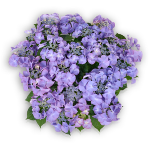 Hortensia Hydrangea macrophylla Pellens Tiffany Purple lila Tellerhortensie