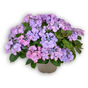 Hortensia Hydrangea macrophylla Pellens Tiffany Purple lila Tellerhortensie