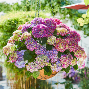 Hortensie Hydrangea macrophylla Tabletensia Lila Pellens Ampel