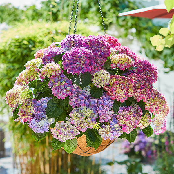 Tabletensia Ampel Lila Hortensie Hydrangea macrophylla Tabletensia Lila Pellens Ampel