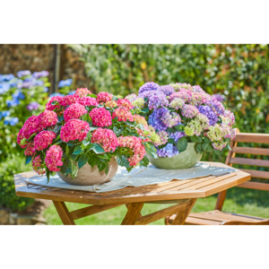 Hortensie Hydrangea macrophylla Tabletensia Lila Rosa Pellens