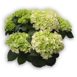 Hortensia Hydrangea macrophylla Pellens Hi Crystal weiß white Ballhortensie