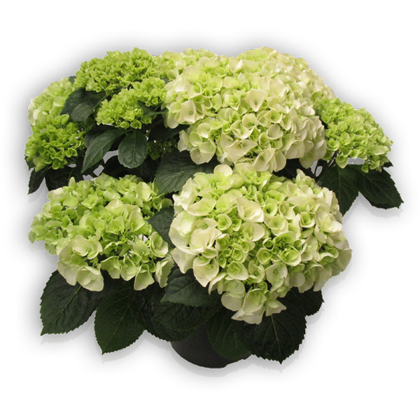 Hi Crystal Hortensia Hydrangea macrophylla Pellens Hi Crystal weiß white Ballhortensie