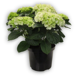 Hortensia Hydrangea macrophylla Pellens Hi Crystal weiß white Ballhortensie