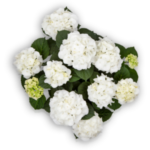 Hortensia Hydrangea macrophylla Pellens Hi Ice weiß white Ballhortensie