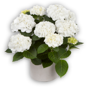 Hortensia Hydrangea macrophylla Pellens Hi Ice weiß white Ballhortensie