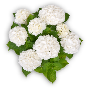 Hortensia Hydrangea macrophylla Pellens Ice Boy weiß white Ballhortensie