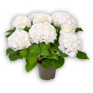 Hortensia Hydrangea macrophylla Pellens Ice Boy weiß white Ballhortensie