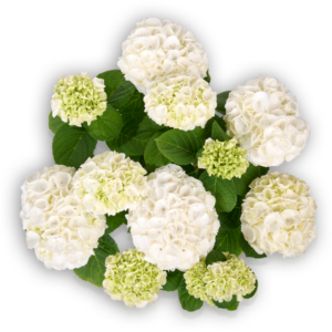 Hortensia Hydrangea macrophylla Pellens Ice Girl weiß white Ballhortensie