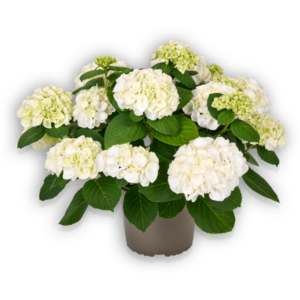 Hortensia Hydrangea macrophylla Pellens Ice Girl weiß white Ballhortensie